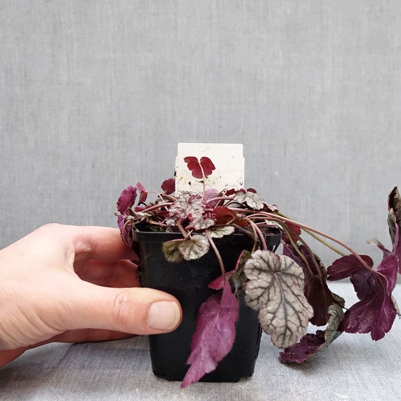 Amostra de Heuchera Silver Scrolls Vaso de 8/9 cm tal como entregue no inverno