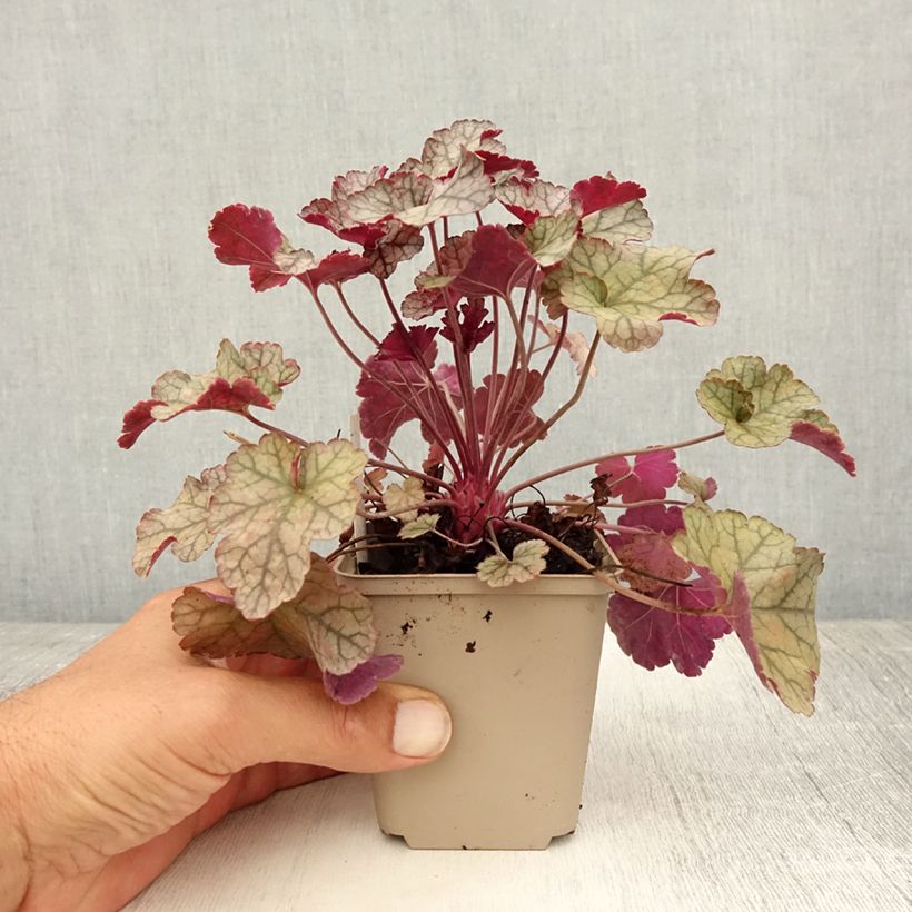 Amostra de Heuchera Silver Scrolls Vaso de 8/9 cm tal como entregue no verão