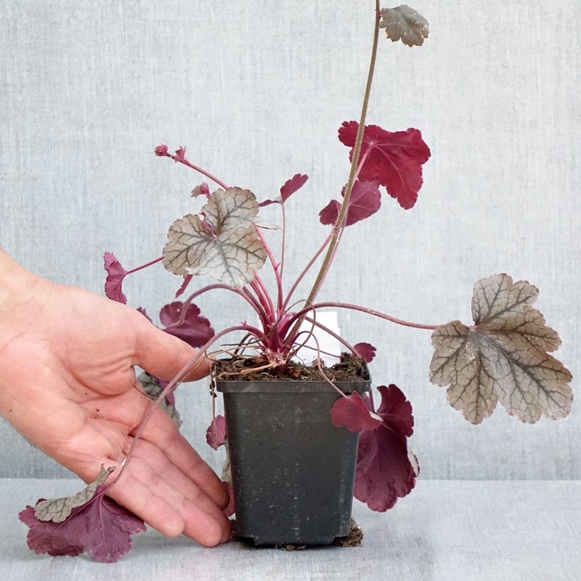 Amostra de Heuchera Silver Scrolls Vaso de 8/9 cm tal como entregue na primavera