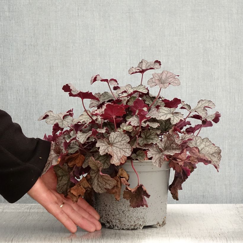 Amostra de Heuchère - Heuchera Silver Scrolls Pot de 2L/3L tal como entregue no outono