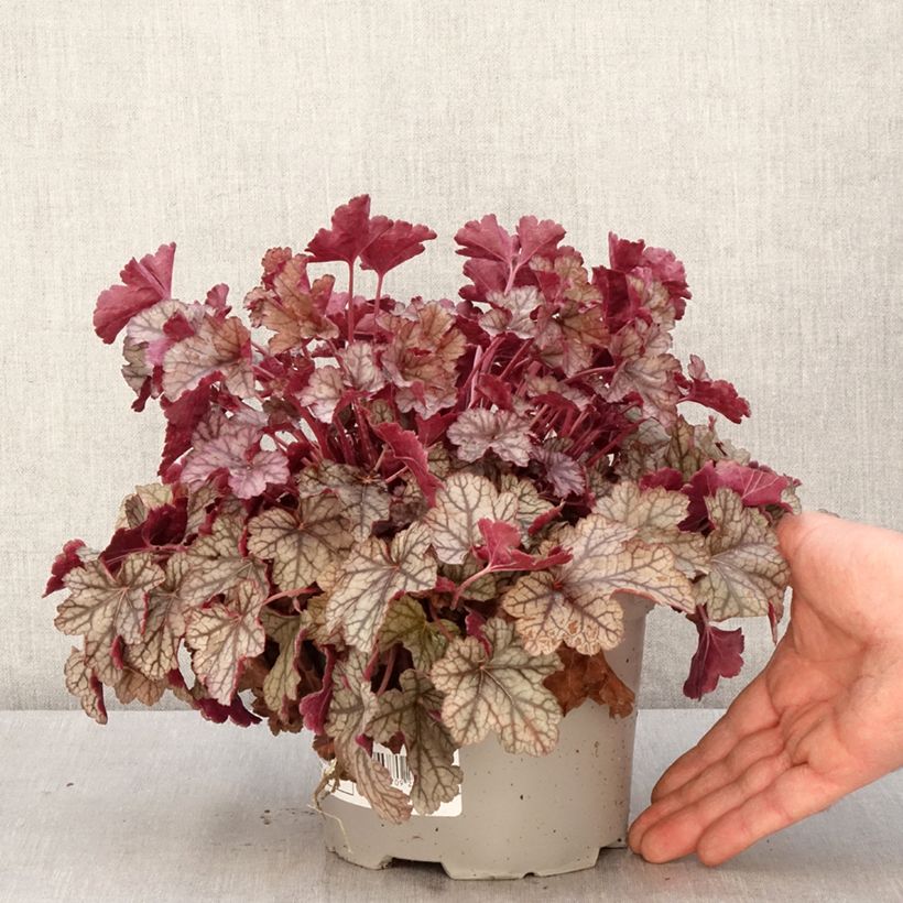 Amostra de Heuchera Silver Scrolls Vaso de 2 L/3 L tal como entregue na primavera