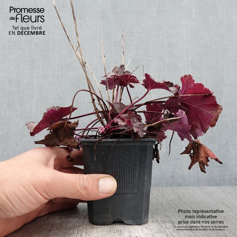 Amostra de Heuchera Spellbound Vaso de 8/9 cm tal como entregue no outono