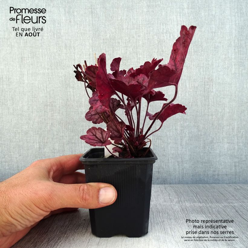 Amostra de Heuchera Spellbound Vaso de 8/9 cm tal como entregue no verão