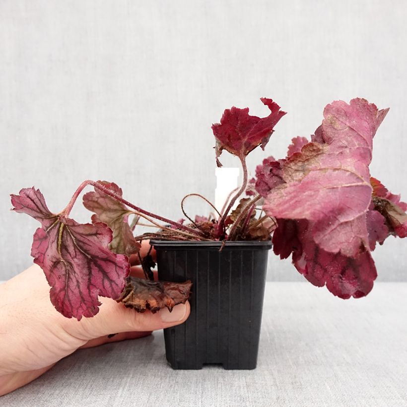Amostra de Heuchera Spellbound Vaso de 8/9 cm tal como entregue no inverno