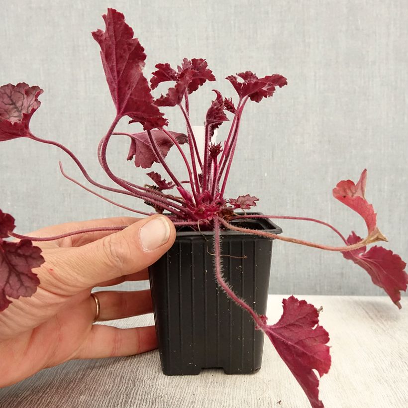 Amostra de Heuchera Spellbound Vaso de 8/9 cm tal como entregue na primavera