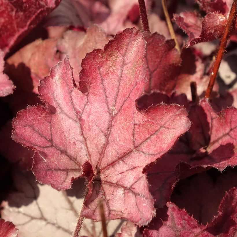 Heuchera Spellbound (Folhagem)