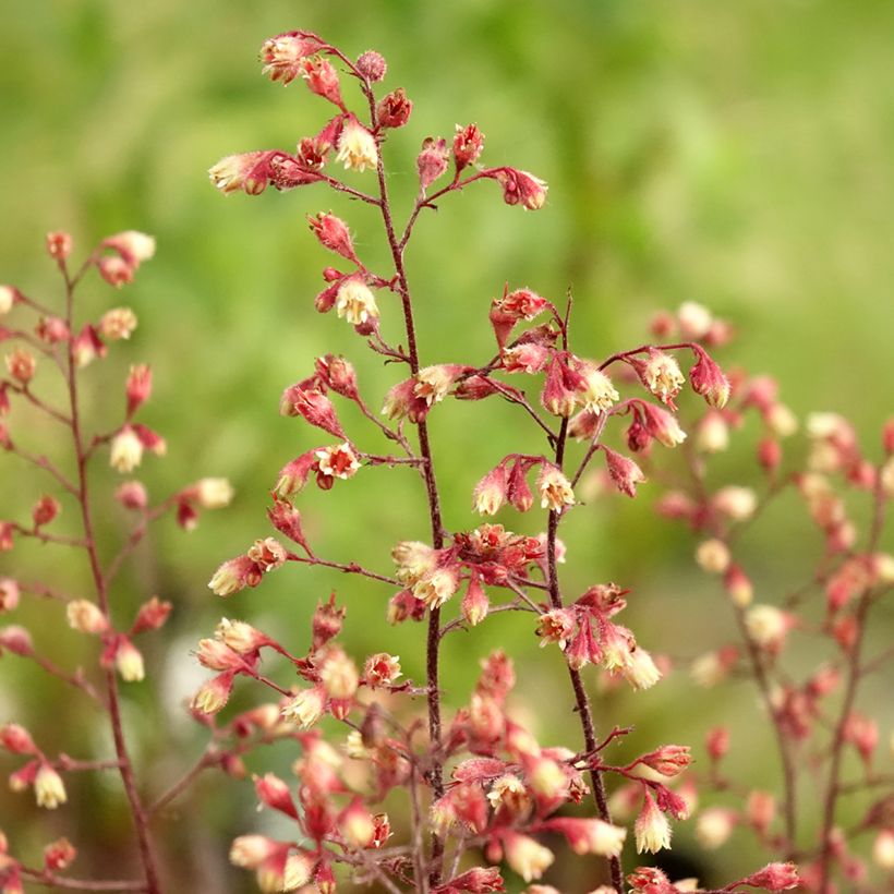 Heuchera Spellbound (Floração)