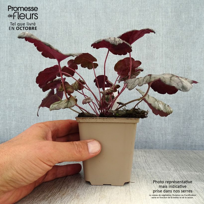 Amostra de Heuchera Sugar Plum Vaso de 8/9 cm tal como entregue no outono