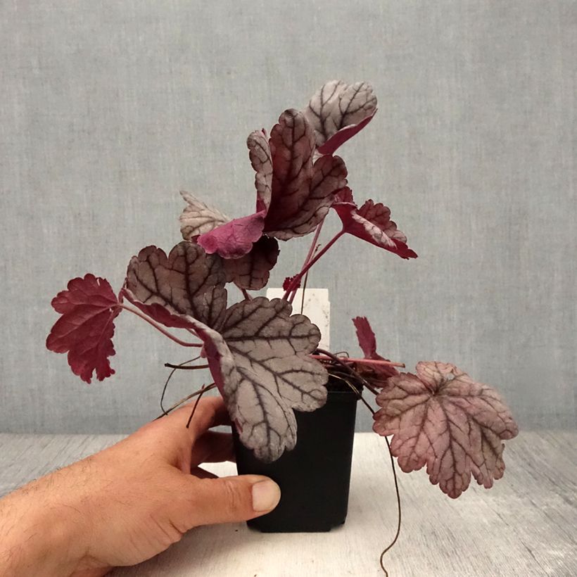 Amostra de Heuchera Sugar Plum Vaso de 8/9 cm tal como entregue no verão