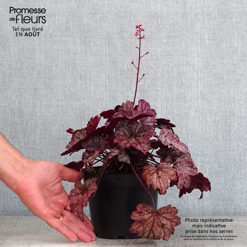 Amostra de Heuchera Sugar Plum Vaso de 2 L/3 L tal como entregue no verão