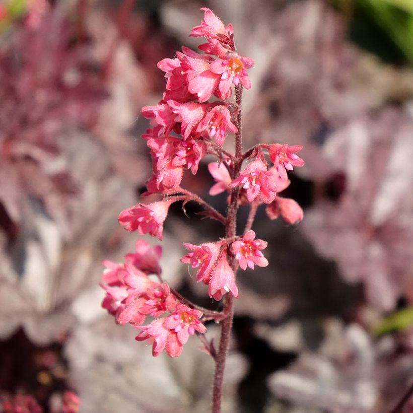 Heuchera Timeless Treasure (Floração)