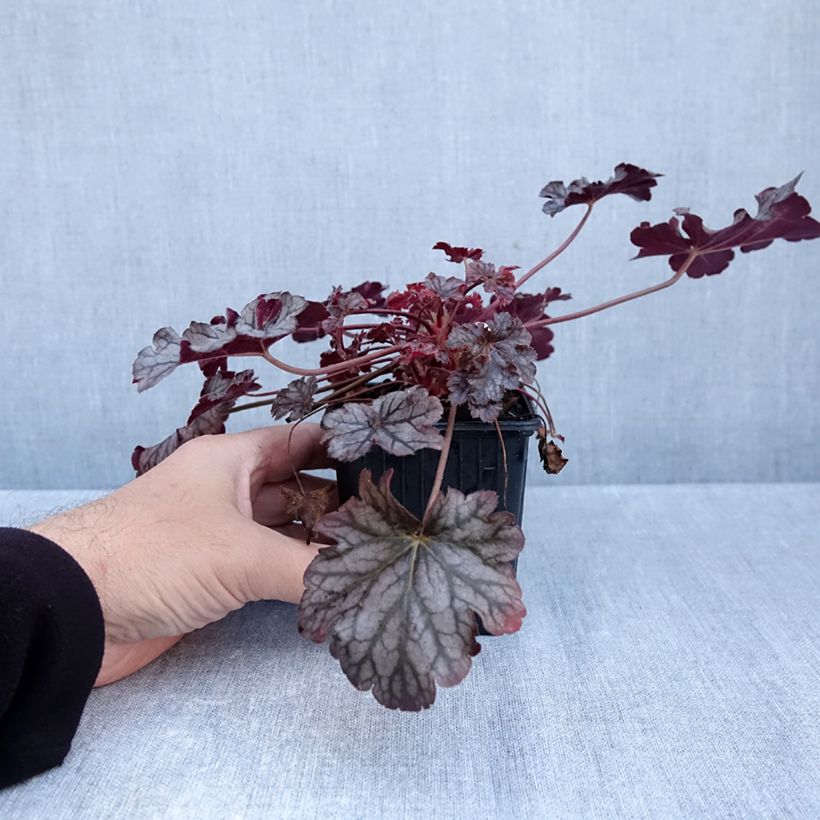 Amostra de Heuchera Timeless Treasure Vaso de 8/9 cm tal como entregue no outono