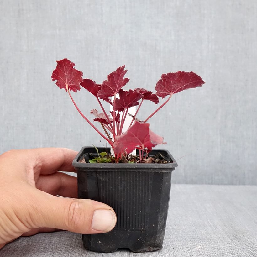 Amostra de Heuchera Timeless Treasure Vaso de 8/9 cm tal como entregue no verão