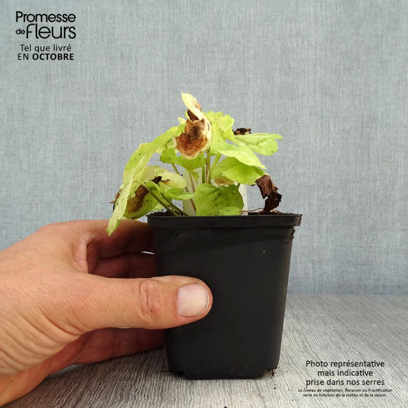 Amostra de Heuchera Tiramisu Vaso de 8/9 cm tal como entregue no outono