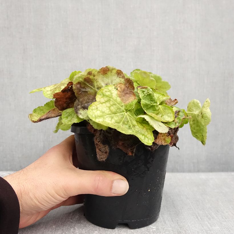 Amostra de Heuchera Tiramisu Vaso de 1,5 L/2 L tal como entregue no outono