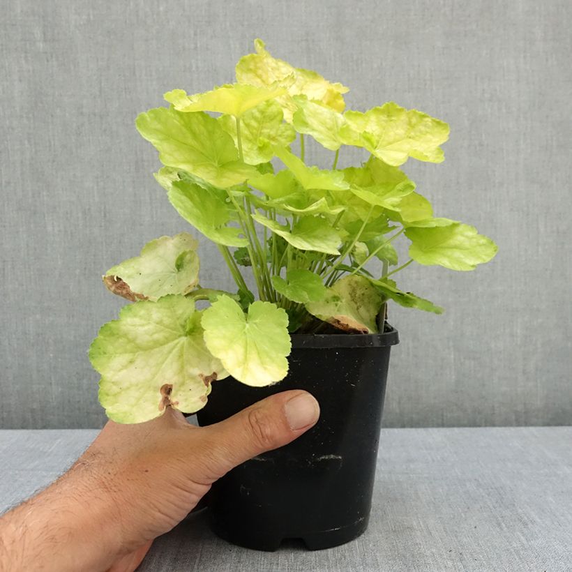 Amostra de Heuchère - Heuchera Tiramisu Pot de 1,5L/2L tal como entregue no verão