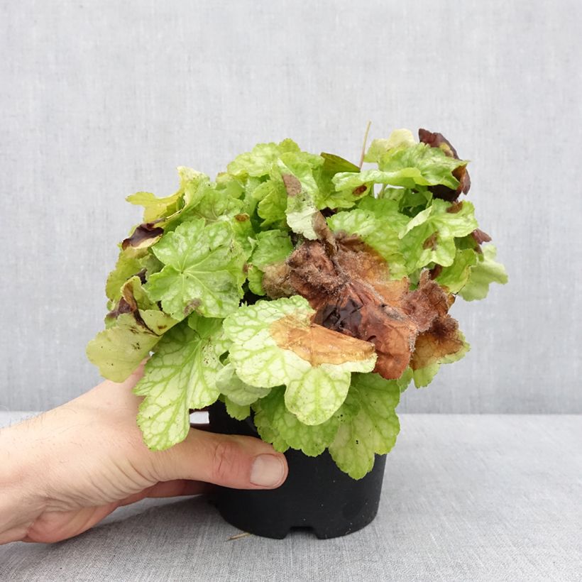 Amostra de Heuchera Tiramisu Vaso de 1,5 L/2 L tal como entregue no inverno