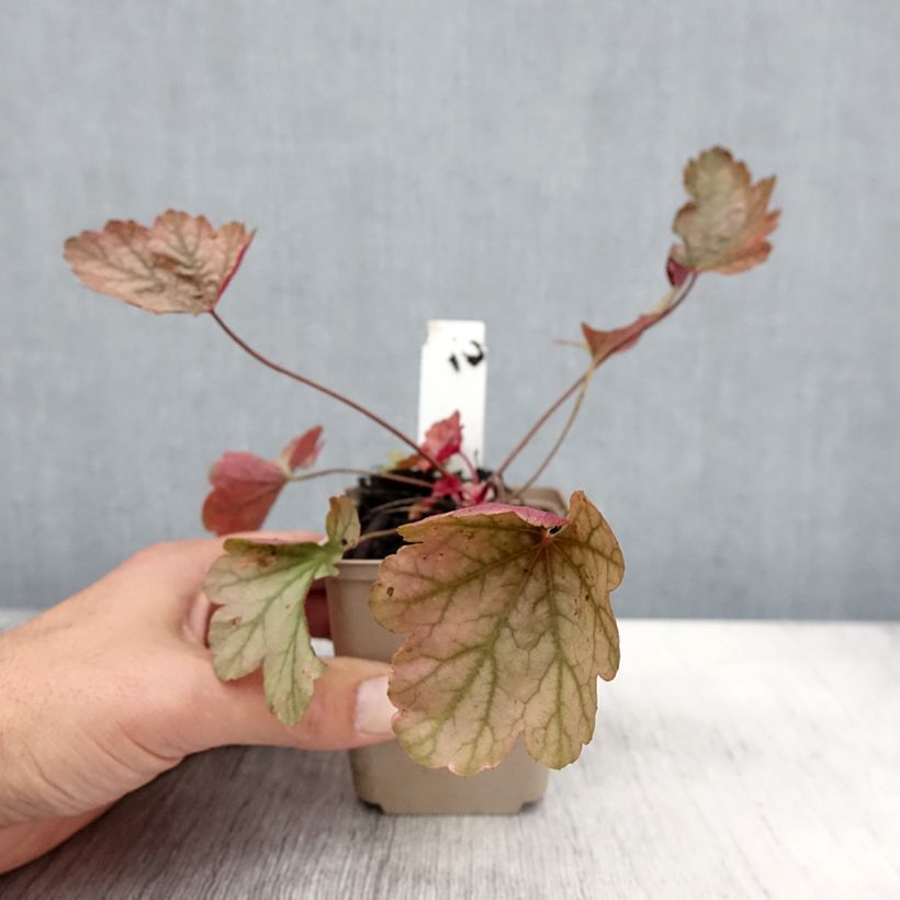 Amostra de Heuchère - Heuchera Vienna Godet de 8/9 cm tal como entregue no outono