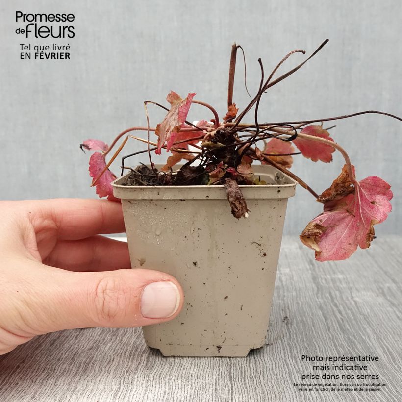 Amostra de Heuchère - Heuchera Vienna Vaso de 8/9 cm tal como entregue no inverno