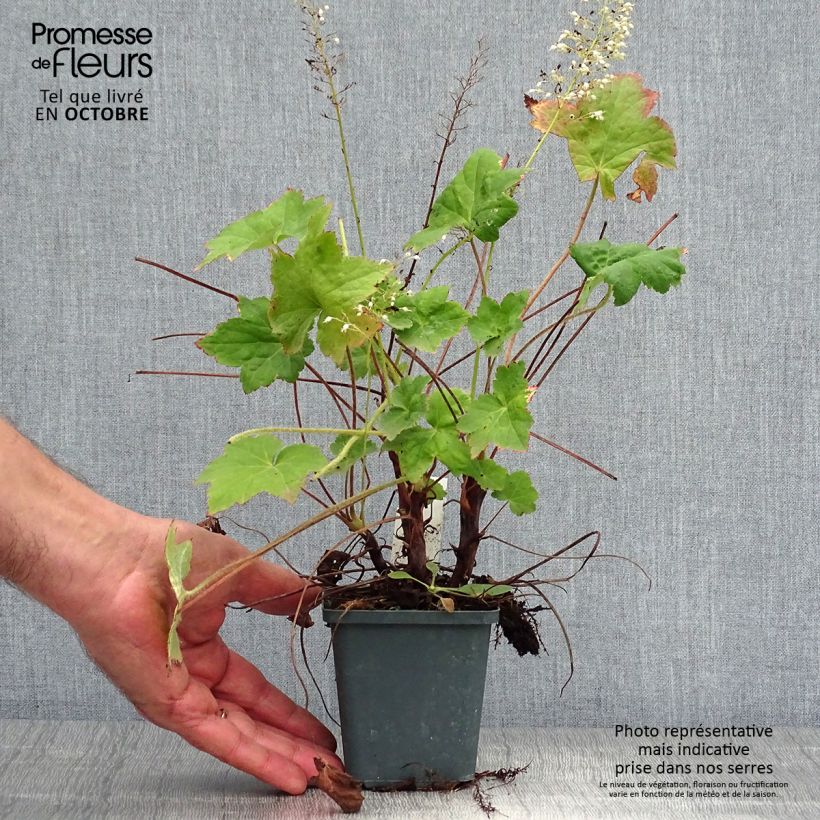 Amostra de Heuchera villosa Chantilly Vaso de 8/9 cm tal como entregue no outono
