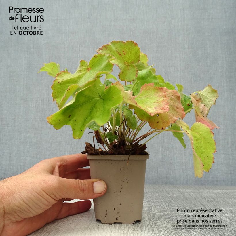 Amostra de Heuchera villosa var macrorrhiza Vaso de 8/9 cm tal como entregue no outono