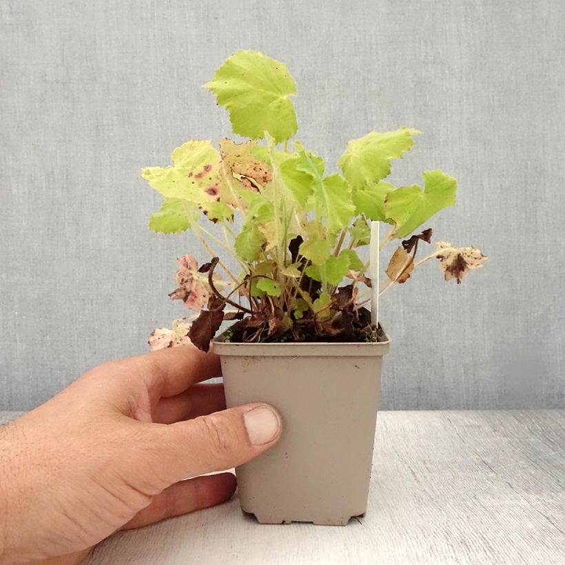 Amostra de Heuchera villosa var macrorrhiza Vaso de 8/9 cm tal como entregue no verão