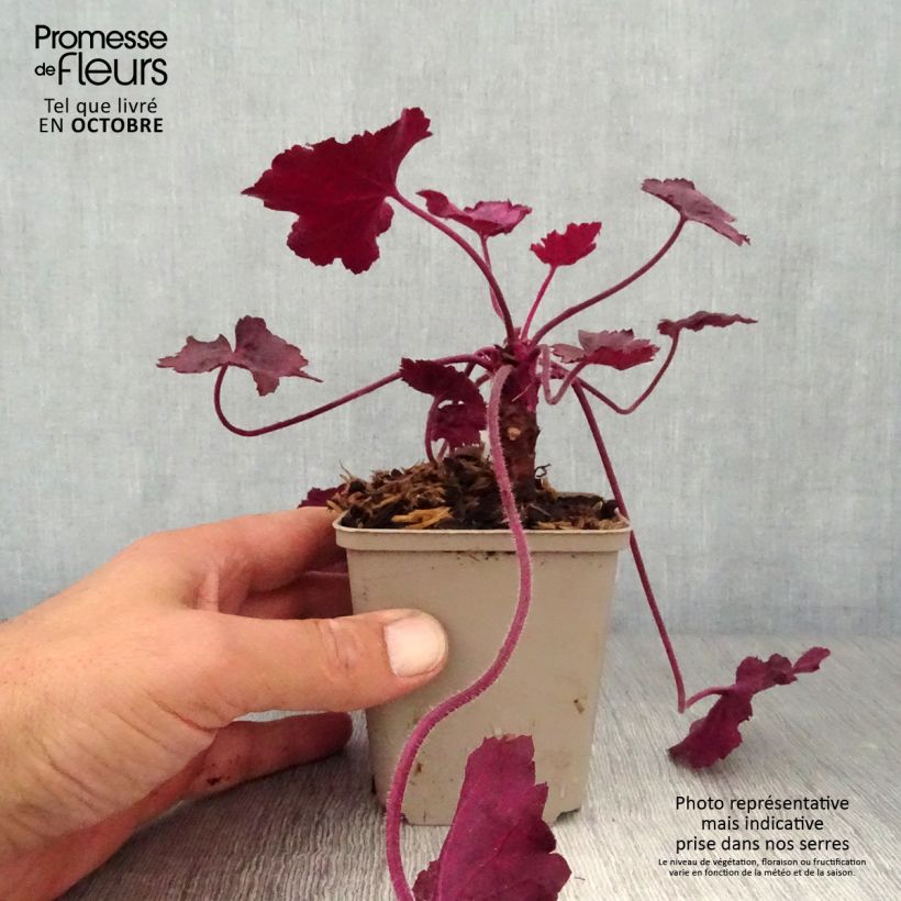 Amostra de Heuchera Wild Rose Vaso de 8/9 cm tal como entregue no outono
