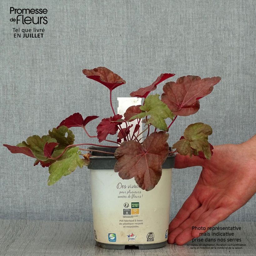Amostra de Heuchera Little Cutie Blondie Vaso de 2 L/3 L tal como entregue no verão