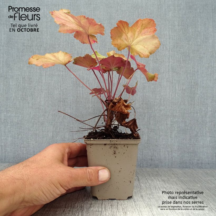 Amostra de Heuchera Mega Caramel Vaso de 8/9 cm tal como entregue no outono