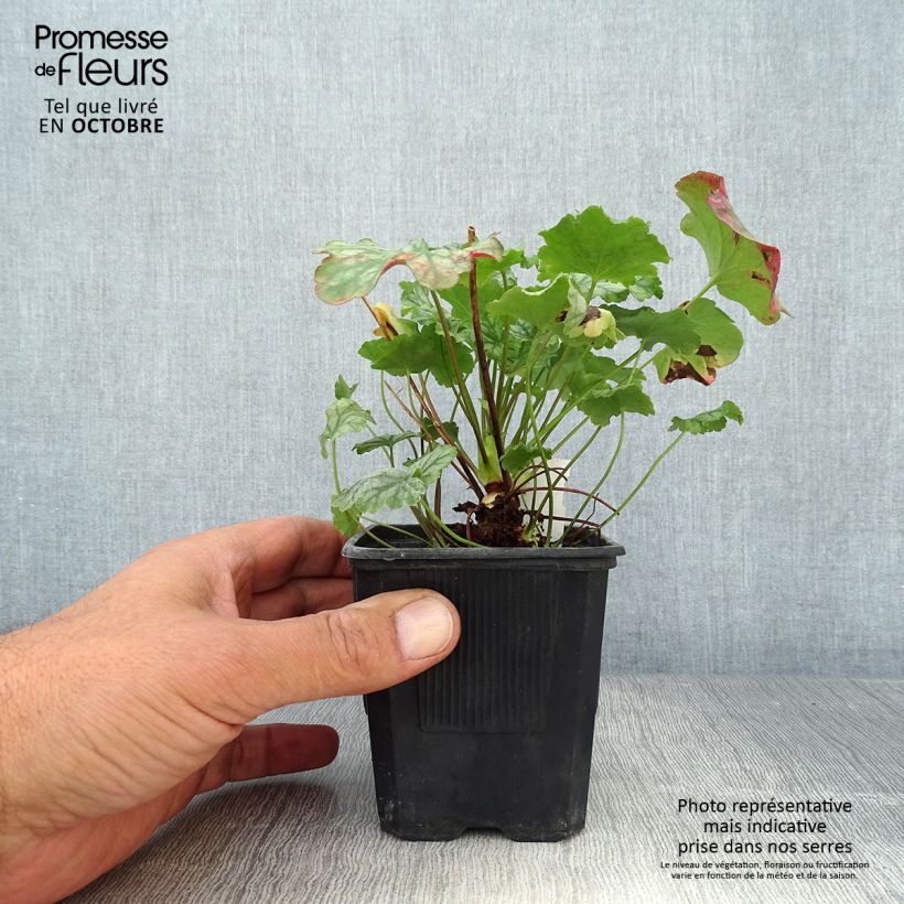 Amostra de Heuchera Paris Vaso de 8/9 cm tal como entregue no outono