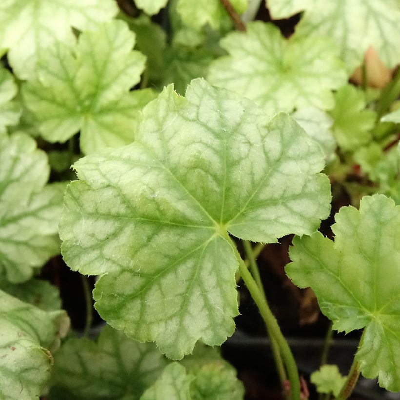 Heuchera Paris (Folhagem)