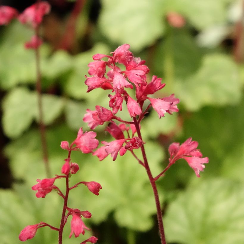 Heuchera Paris (Floração)