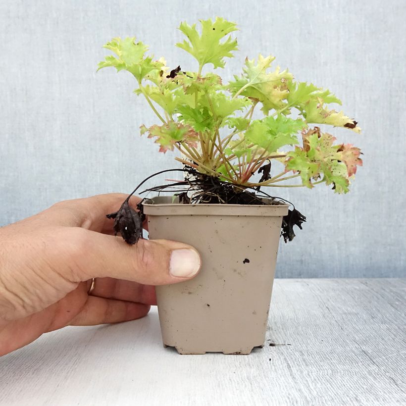 Amostra de Heuchera Pear Crisp - Sino-de-coral Vaso de 8/9 cm tal como entregue no verão