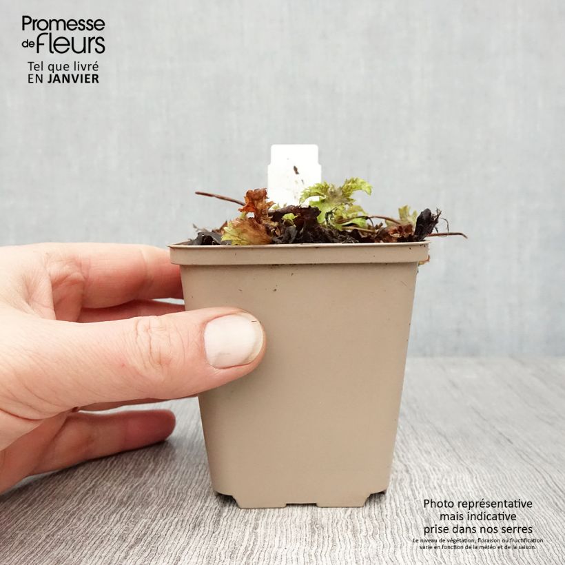 Amostra de Heuchère Pear Crisp Godet de 8/9 cm tal como entregue no inverno