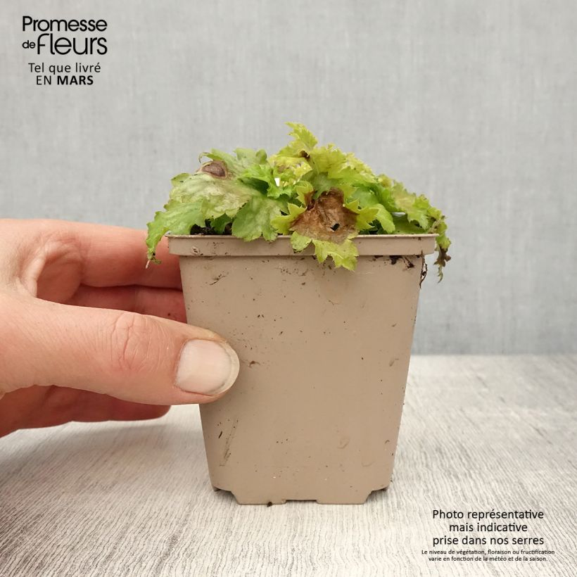 Amostra de Heuchera Pear Crisp Vaso de 8/9 cm tal como entregue na primavera