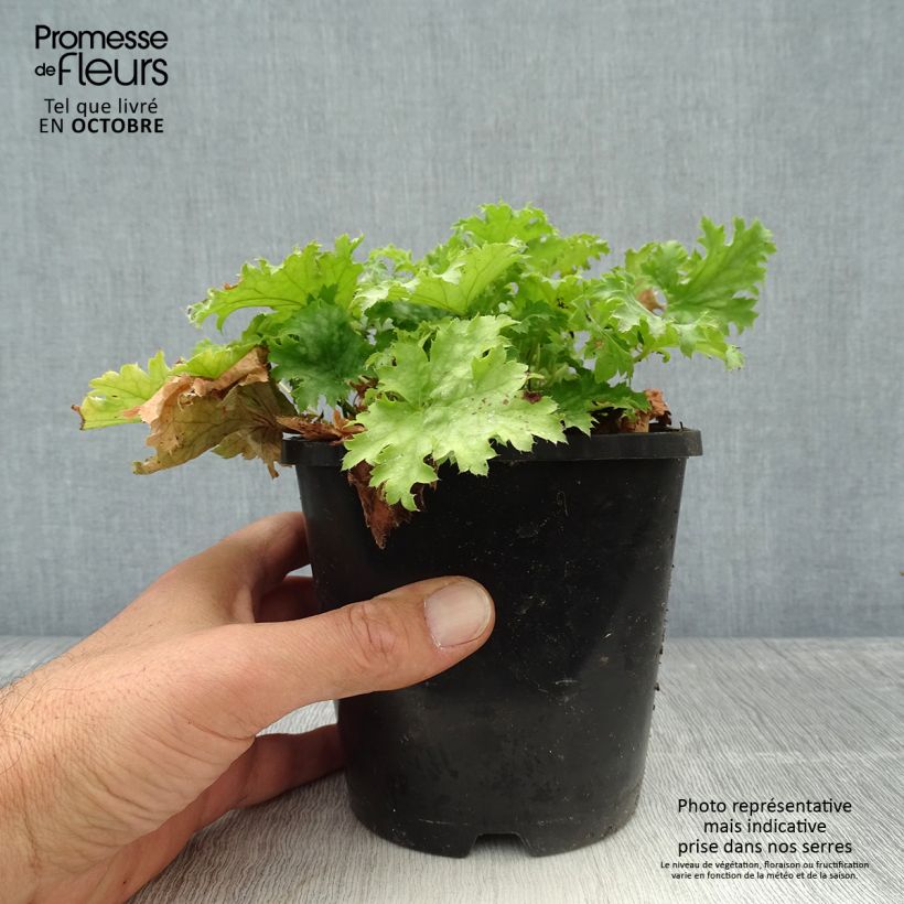 Amostra de Heuchère Pear Crisp Pot de 1,5L/2L tal como entregue no outono