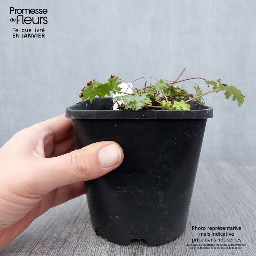 Amostra de Heuchère Pear Crisp Pot de 1,5L/2L tal como entregue no inverno