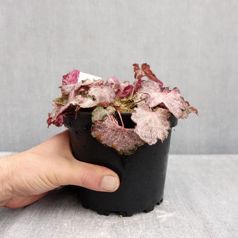 Amostra de Heuchera Pinky Panky - Sino-de-coral Vaso de 1,5 L/2 L tal como entregue no outono
