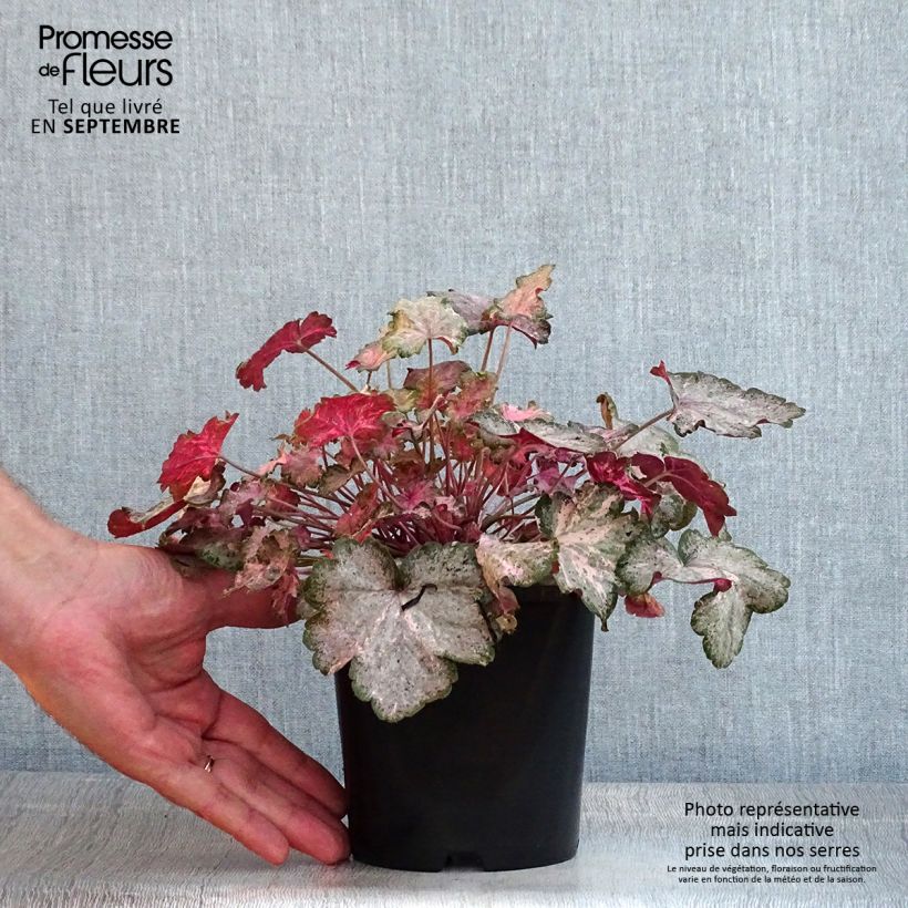 Amostra de Heuchera Pinky Panky - Sino-de-coral Vaso de 1,5 L/2 L tal como entregue no verão