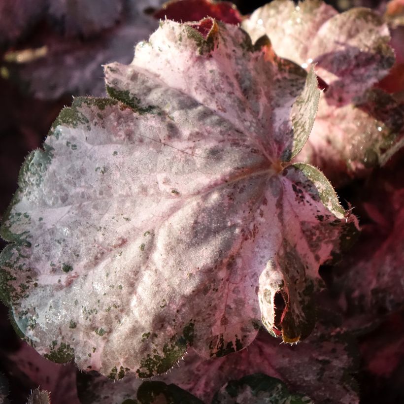 Heuchera Pinky Panky - Sino-de-coral (Folhagem)