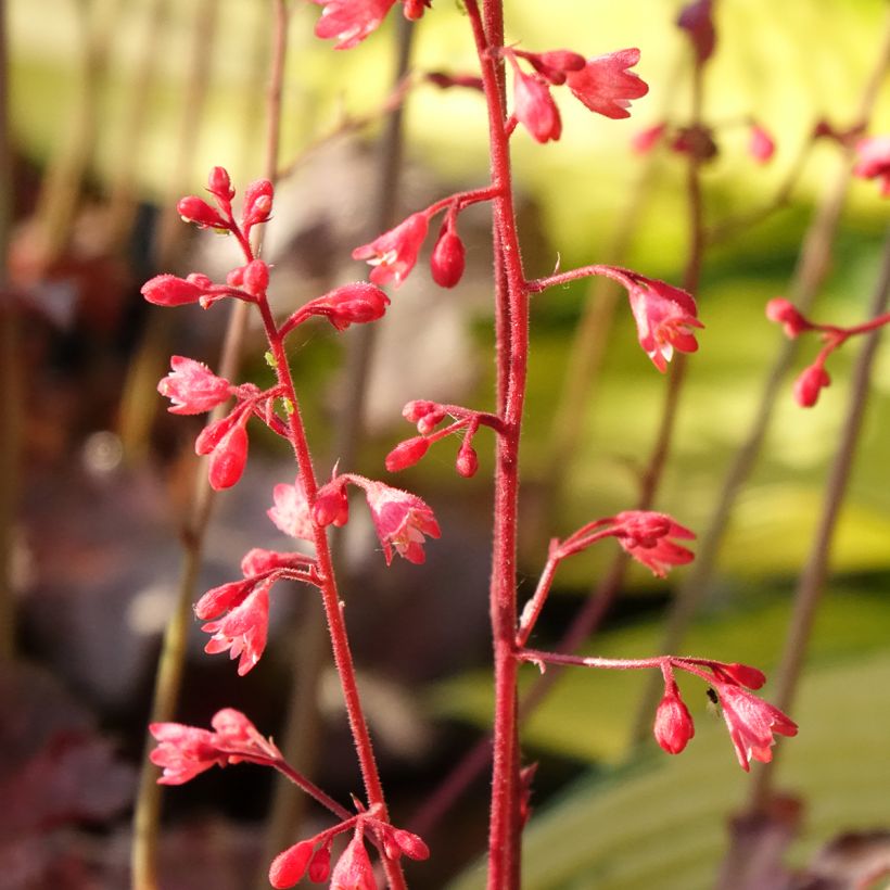 Heuchera Pinky Panky - Sino-de-coral (Floração)