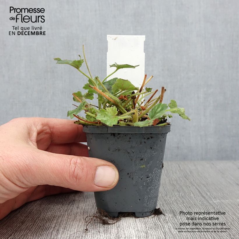 Amostra de Heuchera Pluie de Feu Vaso de 8/9 cm tal como entregue no outono