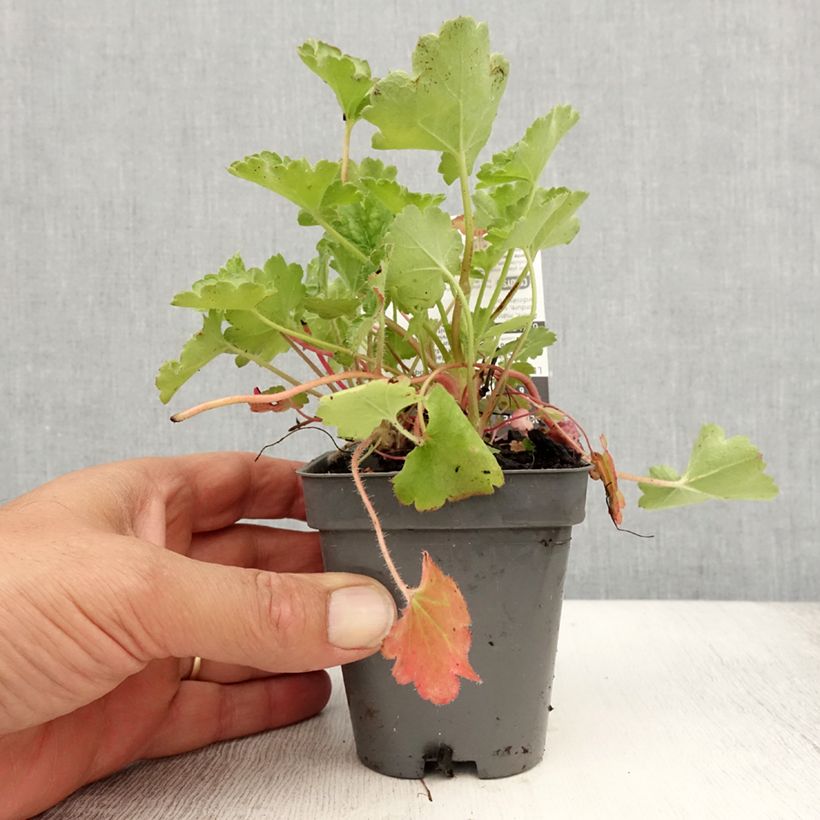 Amostra de Heuchera Pluie de Feu Vaso de 8/9 cm tal como entregue no verão
