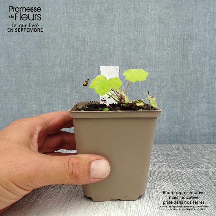 Amostra de Heuchera Pretty Pistachio PRIMO Vaso de 8/9 cm tal como entregue no verão