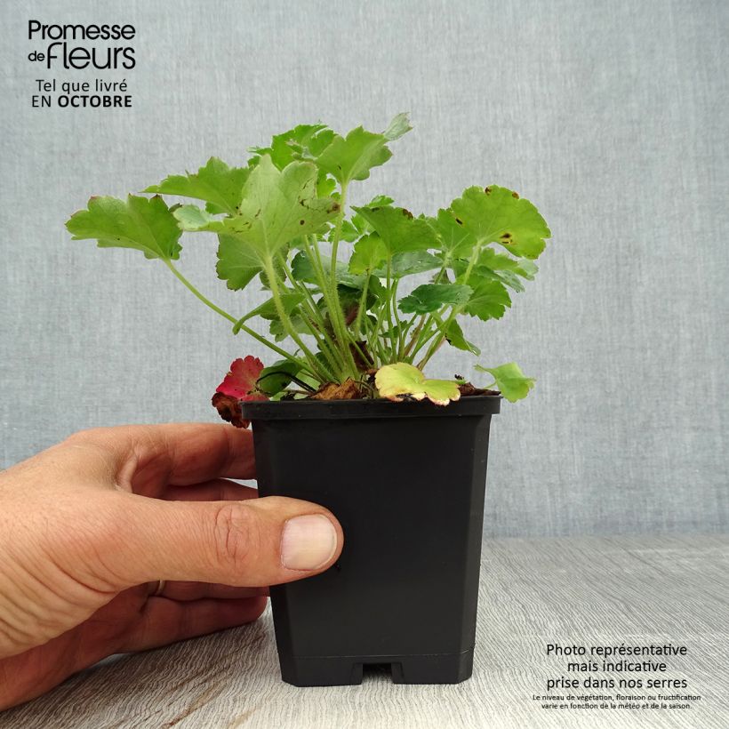 Amostra de Heuchera sanguinea Leuchtkäfer Vaso de 8/9 cm tal como entregue no outono
