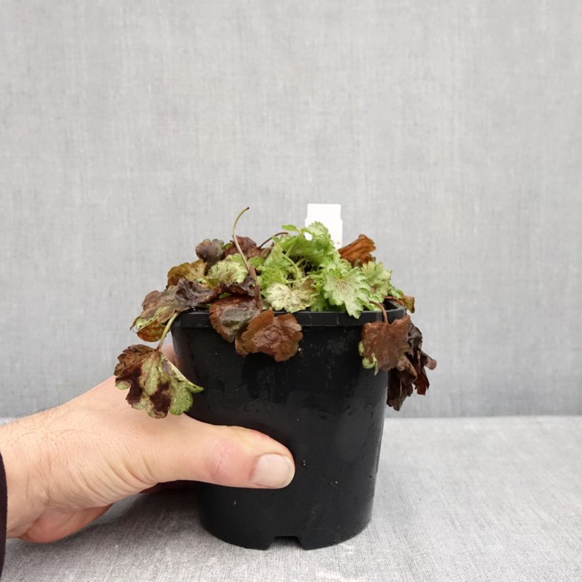 Amostra de Heuchera Snowy Panky - Sino-de-coral Vaso de 1,5 L/2 L tal como entregue no outono