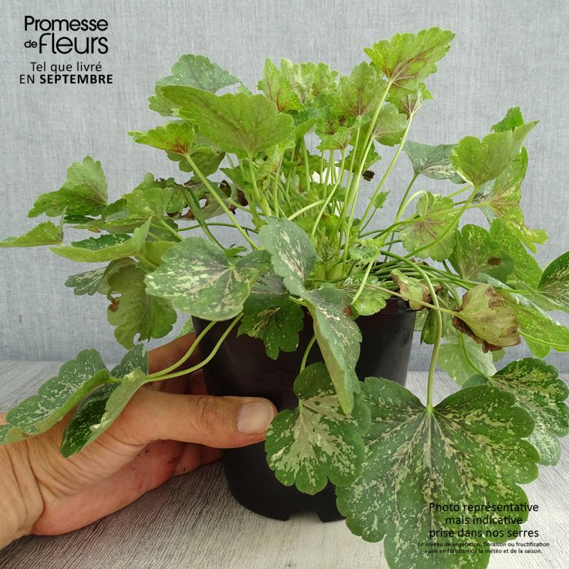 Amostra de Heuchera Snowy Panky - Sino-de-coral Vaso de 1,5 L/2 L tal como entregue no verão