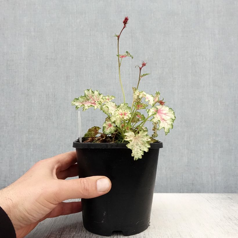 Amostra de Heuchera Snowy Panky Vaso de 1,5 L/2 L tal como entregue na primavera
