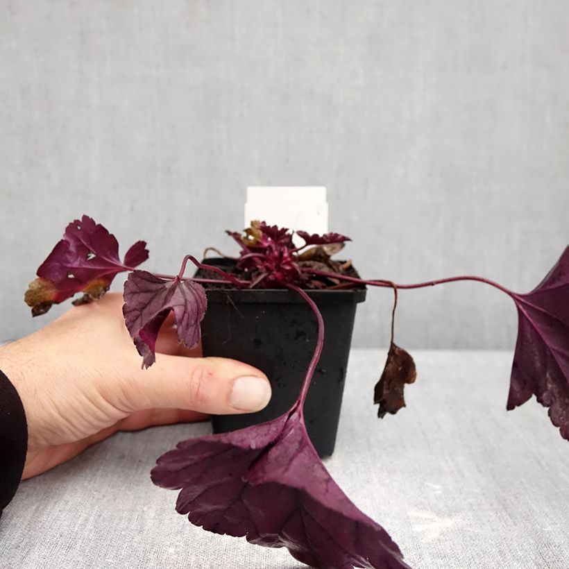 Amostra de Heuchera Dolce® Wildberry Vaso de 8/9 cm tal como entregue no outono