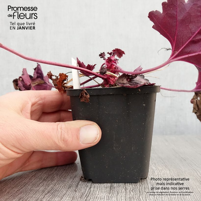 Amostra de Heuchera Dolce® Wildberry Vaso de 8/9 cm tal como entregue no inverno